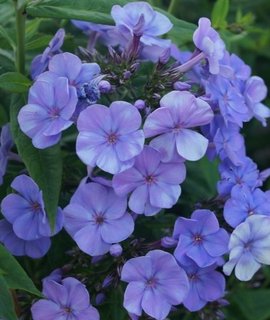 Phlox Sweet Summer Ocean - неприхотливый многолетник с обильным ароматным цветением и меняющейся расцветкой
