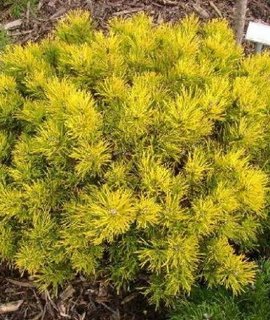 Сосна горная Mops Gold Aurea - карликовый кустарник с золотисто-желтой хвоей, компактная форма, декоративная