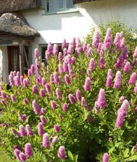 Spiraea Billarda - кустарник с раскидистыми ветвями и густыми пирамидальными кистями ярко-розовых цветов