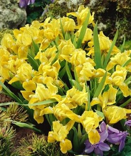 Dwarf Iris - карликовый ирис для солнечных дренированных участков с нейтральной или слабокислой реакцией почвы