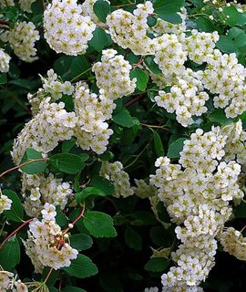 Spiraea vanhouttei - гибкие ветви склоняются под тяжестью многочисленных белых соцветий