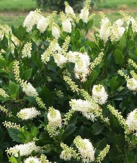 Клетра ольхолистная Hummingbird - компактный куст с глянцевыми зубчатыми листьями и ароматными соцветиями