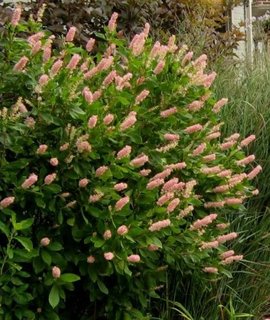 Клетра ольхолистная Pink Spire - душистый кустарник с кремово-розовыми свечевидными соцветиями длиной 15 см