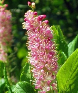 Клетра ольхолистная Pink Spire - ароматный кустарник вересковых для полутенистых заболоченных участков