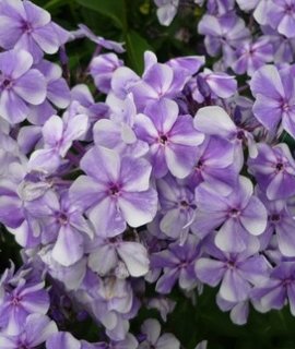 Phlox paniculata Gzhel - неприхотливый многолетник с обильным продолжительным цветением и пряным ароматом