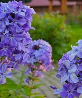 Phlox Gordost Rossii - сиреневый многолетник с крупными ароматными соцветиями и прочными стеблями