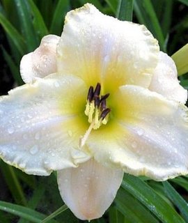 Лилейник Hemerocallis Arctic Snow - белый цветок с крупными лепестками на прочном цветоносе