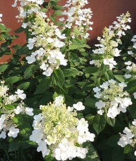 Hydrangea paniculata Kyushu - декоративный кустарник с крупными белыми соцветиями до 30 см
