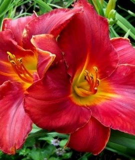 Daylily Amadeus - крупный куст до 50-70 см с оранжевыми пыльниками и округлыми рифлёными лепестками