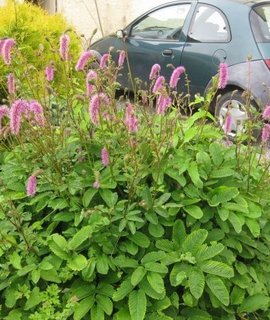 Sanguisorba obtusa - зимостойкий многолетник с золотисто-жёлтей осенней окраской и декоративными листьями