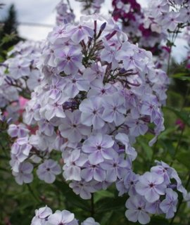 Phlox paniculata Zhukovskij - белый флокс с синевато-фиолетовыми тенями и яркими синими бутонами