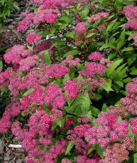 Spiraea japonica Froebelii - декоративный кустарник с малиновыми соцветиями и пурпурной листвой