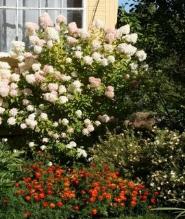 Hydrangea Limelight - кремово-зелёные соцветия, меняющие окраску от лаймового к белому