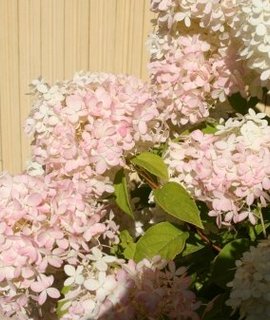 Гортензия метельчатая Лаймлайт - бархатистая листва и соцветия, розовеющие к осени