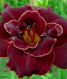 Burgundy Love - гибридный лилейник с благородным бордовым оттенком лепестков и золотистым горлышком