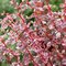 Barberry Thunberg Harlequin - компактный кустарник с бордовой листвой, украшенной белыми мазками