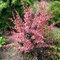Harlequin Barberry - изящный кустарник, цветущий красными цветками в конце мая