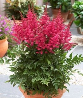 Astilbe Younique Carmine - компактная астильба с плотными пирамидальными соцветиями карминно-розового оттенка