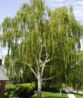 Қыздар трусиларын шешіп көрсетеді Жамбас аймағын қалай таңдауға болады (бейне)