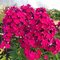Phlox paniculata Oligarh - неприхотливый флокс с округло-коническими соцветиями насыщенного гранатового оттенка