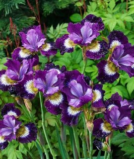 Iris sibirica - эффектный многолетник с продолжительным обильным цветением в июне-июле, морозостойкий сорт