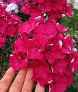 Phlox Oligarh - яркий гранатово-красный многолетник с плотными ароматными соцветиями звёздчатой формы