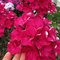 Phlox Oligarh - яркий гранатово-красный многолетник с плотными ароматными соцветиями звёздчатой формы