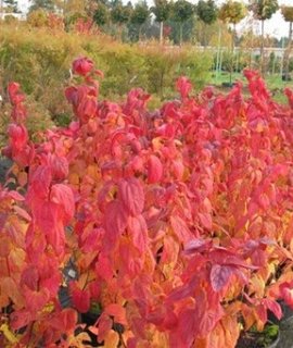 Спирея японская Макрофилла - куст до 1,5 м с розовыми соцветиями и декоративной листвой