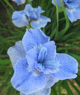 Iris sibirica Dear Delight - награжденный сорт высотой до 70 см с продолжительным цветением