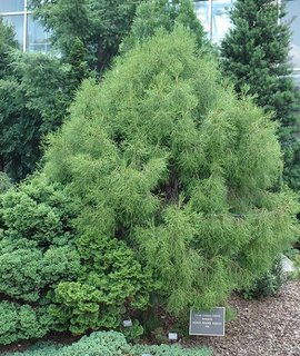 Туя западная Filiformis в полутени - яркая зелёная хвоя, напоминающая стог сена