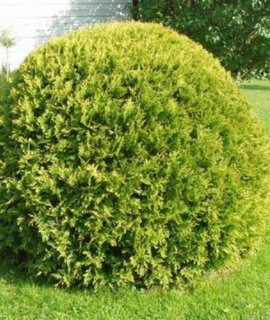Thuja Globosa - быстрорастущая шаровидная туя с плоскими прямыми побегами и морозоустойчивым характером