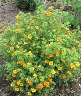 Лапчатка кустарниковая Tangarine - компактный куст до 0,6 м с серо‑зелёной листвой