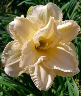 Hemerocallis Land of Cotton - изящный сорт высотой 65 см с тонким ароматом и узкими ярко-зелёными листьями, сохраняющими декоративность весь сезон