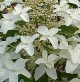 Hydrangea Magical Starlight - неприхотливый кустарник с продолжительным обильным цветением
