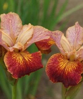 Iris sibirica Paprikash - зимостойкий ирис с нежным ароматом и продолжительным обильным цветением в июне-июле