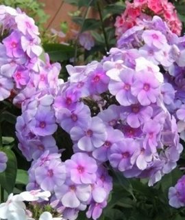 Phlox paniculata Fiona - неприхотливый морозоустойчивый флокс, цветущий в июле-августе на солнце
