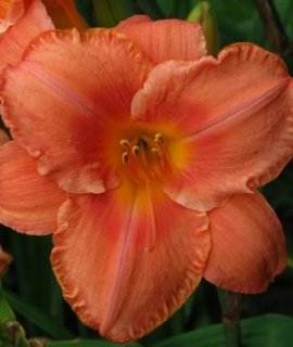 Hemerocallis South Seas - кораллово-оранжевый лилейник с гофрированными лепестками и продолжительным цветением