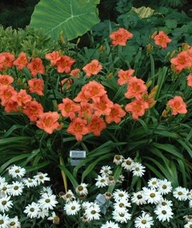 Hemerocallis South Seas - неприхотливый морозоустойчивый лилейник для солнечных клумб