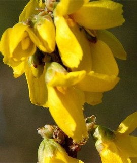 Forsythia Lynwood - крупный кустарник с ярко‑жёлтыми соцветиями