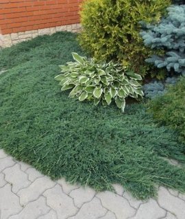 Можжевельник горизонтальный Вилтонии - карликовый кустарник для каменных стенок, образует густой зелёный ковёр