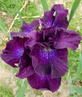 Iris sibirica Purplelicious - один из самых тёмных сибирских ирисов с интенсивными тёмно-фиолетовыми цветками диаметром 14 см