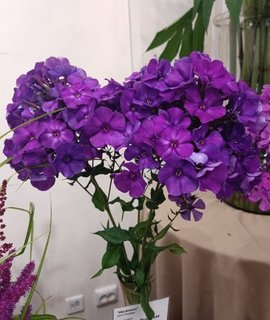 Флокс паникулата Шапка Мономаха - неприхотливый сорт с пышными соцветиями и ароматом для солнечных участков