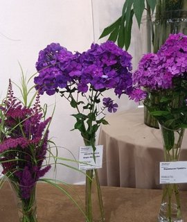 Phlox paniculata Shapka Monomaha - морозоустойчивый фиолетово-пурпурный флокс с крупными кремовыми тычинками