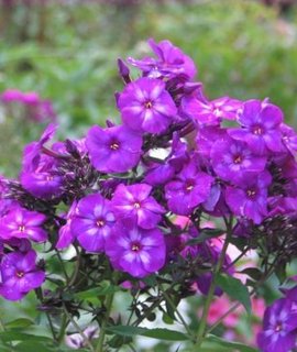 Phlox paniculata Monomakh's Cap - яркий фиолетовый многолетник с продолжительным обильным цветением