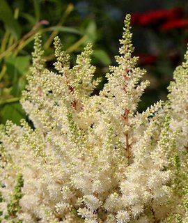 Astilbe Cappuccino - крупная белоснежная астильба с пирамидальными пушистыми соцветиями и кружевной листвой