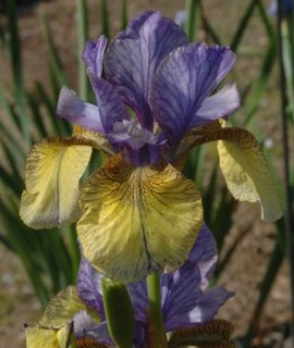 Iris sibirica So van Gogh - сине-фиолетовые лепестки с тёмными прожилками и яркими жёлтыми фолами