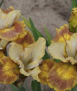 Iris sibirica Sun Grooves - неприхотливое растение для солнечных участков с продолжительным цветением