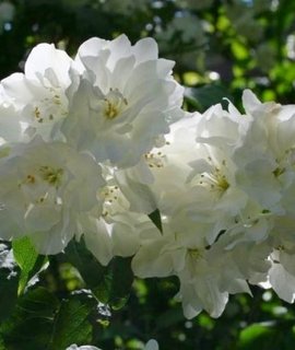 Чубушник Bouquet Blanc - махровые белоснежные цветки с нежным ароматом