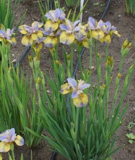 Iris sibirica Tipped in Blue - декоративный ирис с перламутровым напылением на лепестках