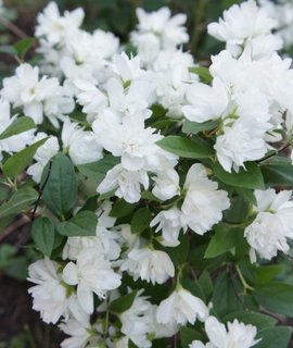 Чубушник Minnesota Snowflake - обильноцветущий кустарник с махровыми белыми цветками